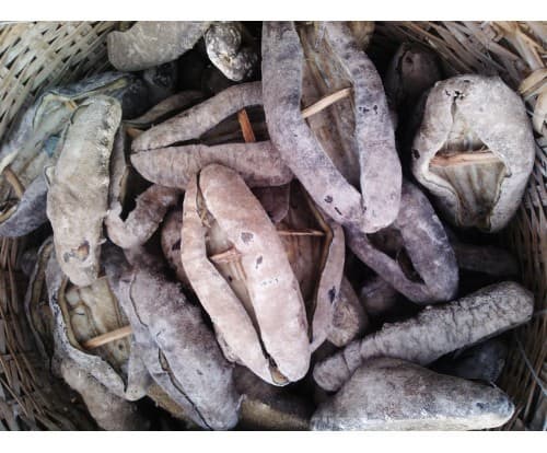 Dried Sea Cucumber From Vietnam _White Teat Fish Sand Fish